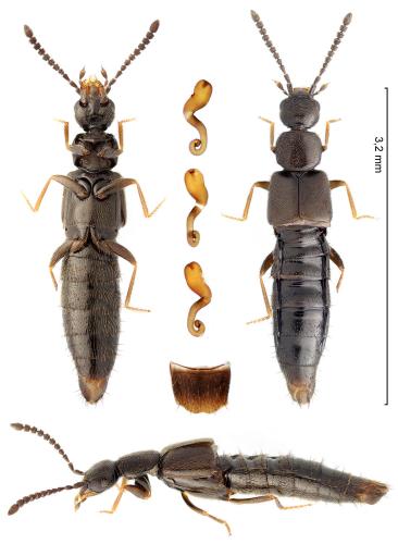 Réf. 354 127 : Atheta ravilla